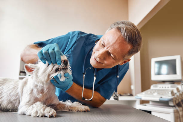 Best After-Hours Emergency Dentist in Maize, KS